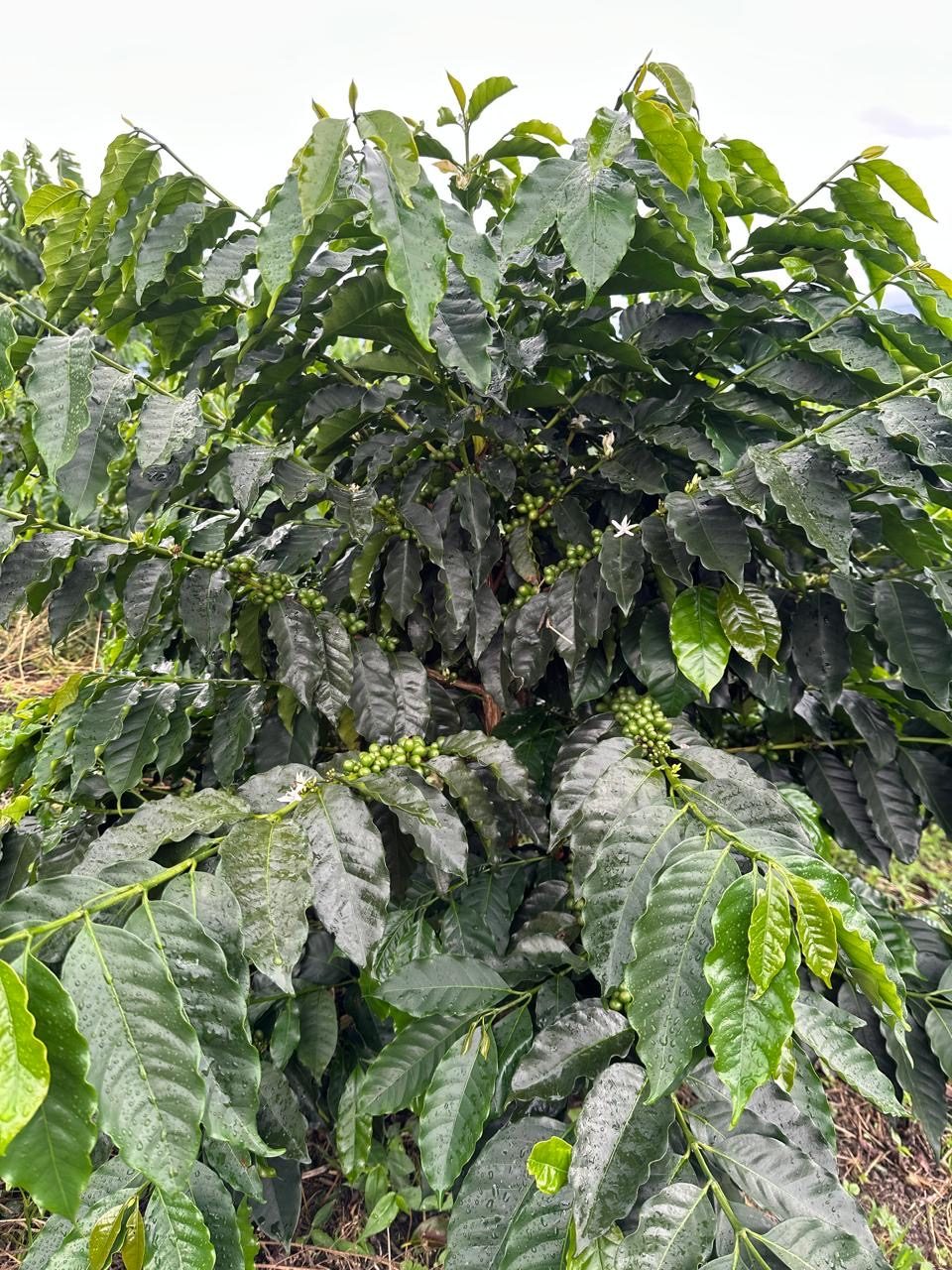 Cafetales en la finca El Recuerdo, Guadalupe, Huila