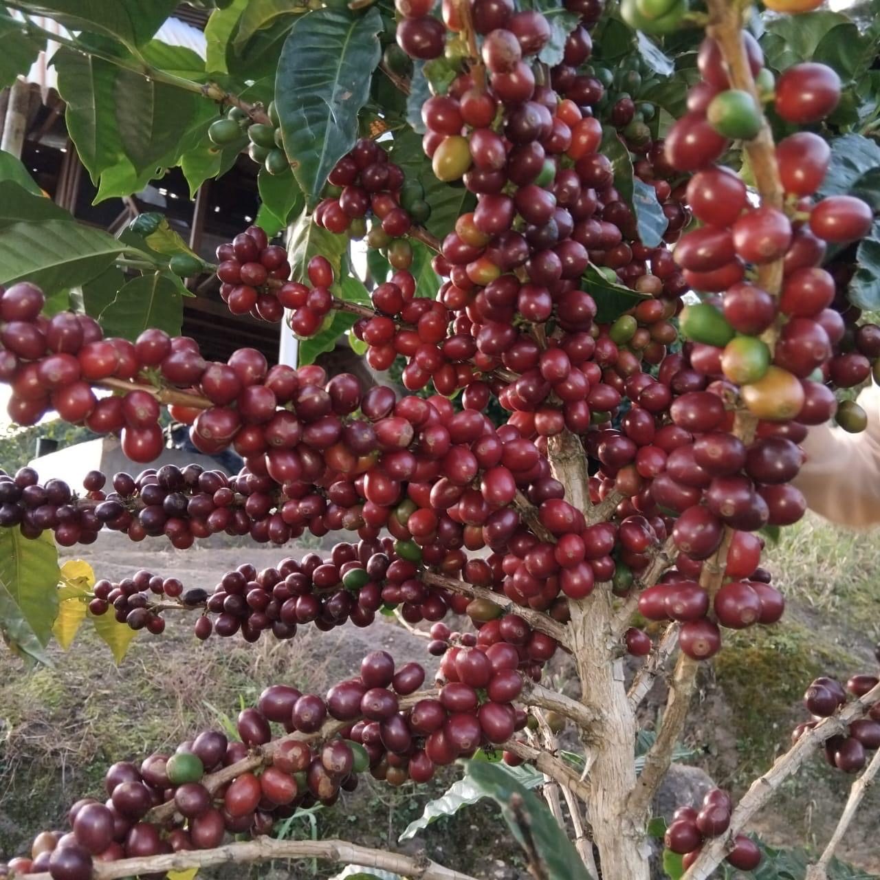Cerezas de café rojas listas para la cosecha
