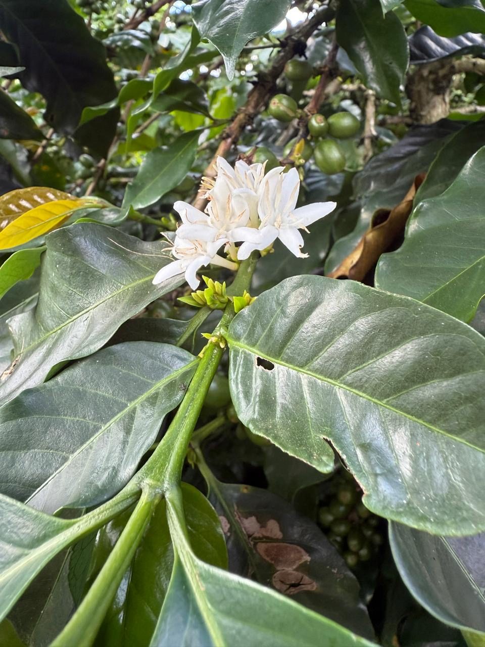 Flor del cafeto en floración