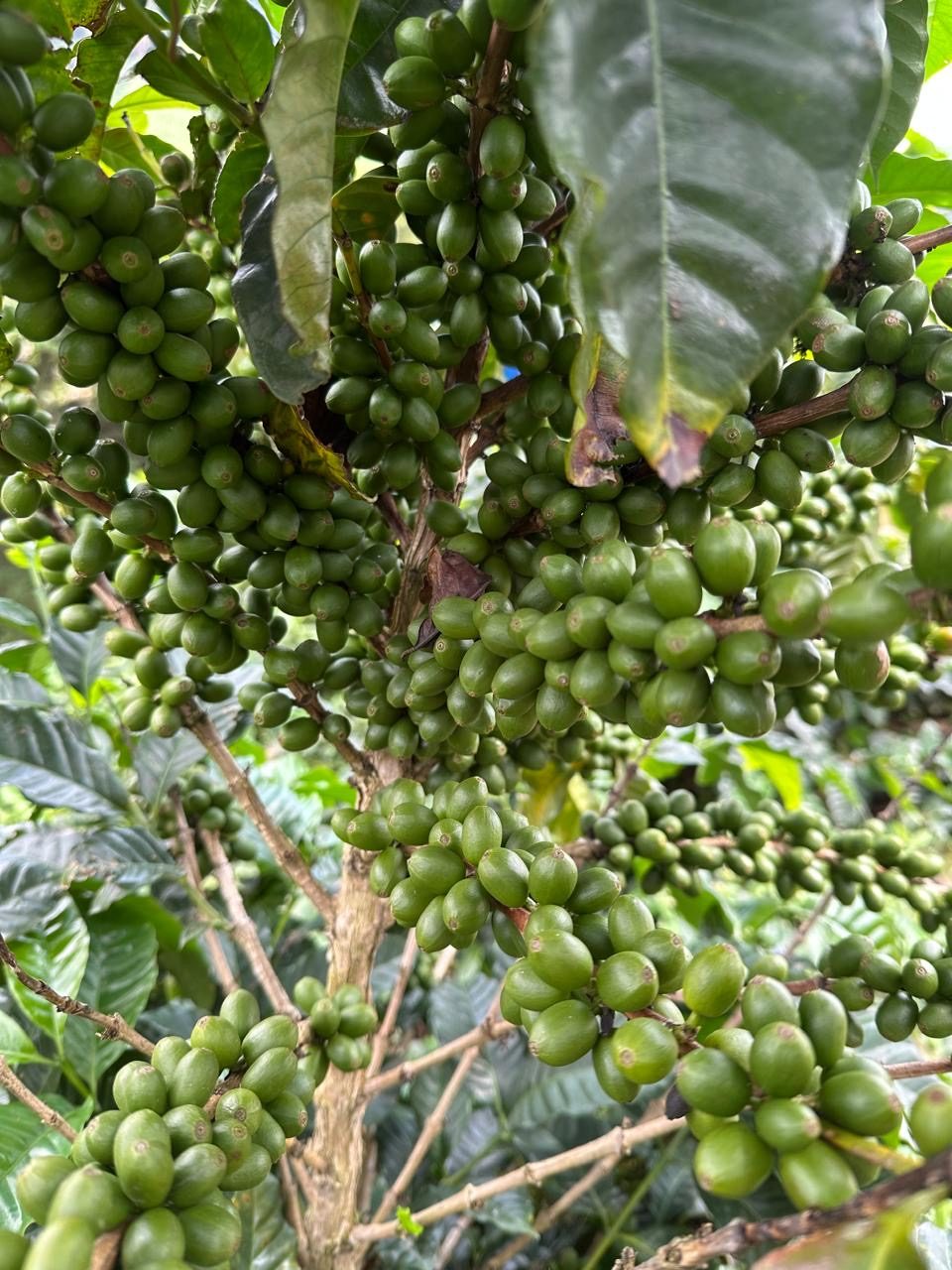 Grano de café verde en desarrollo