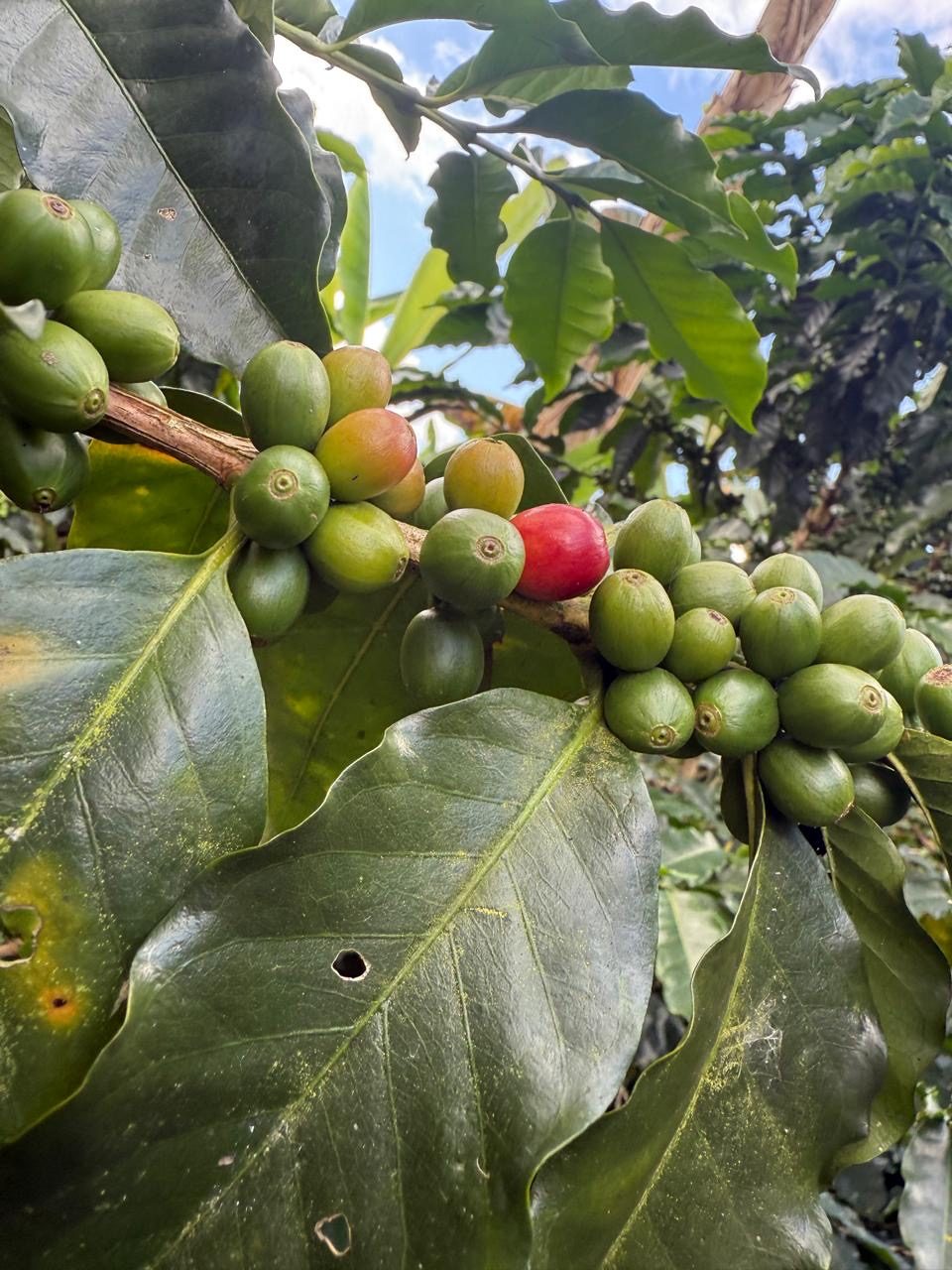 Cerezas de café en proceso de maduración, de verde a rojo