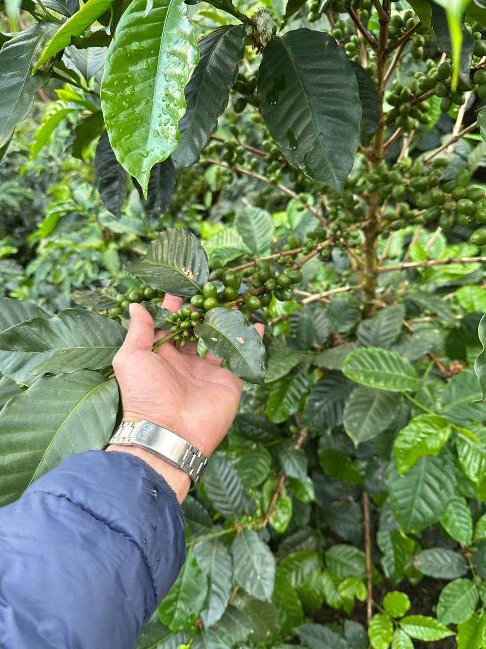 Caficultor revisando el grano en la planta