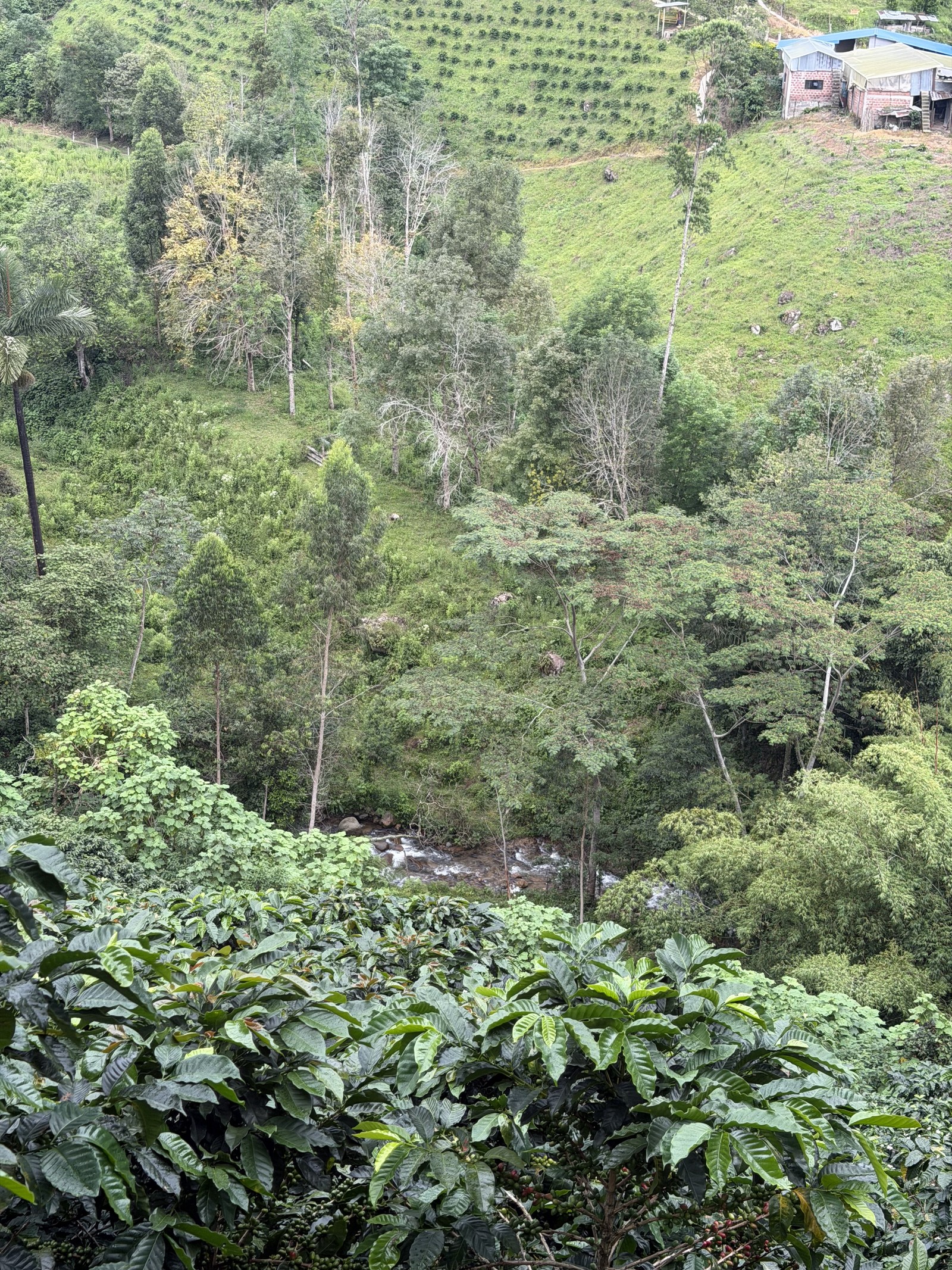 Nacimiento de agua y quebrada en medio del cafetal