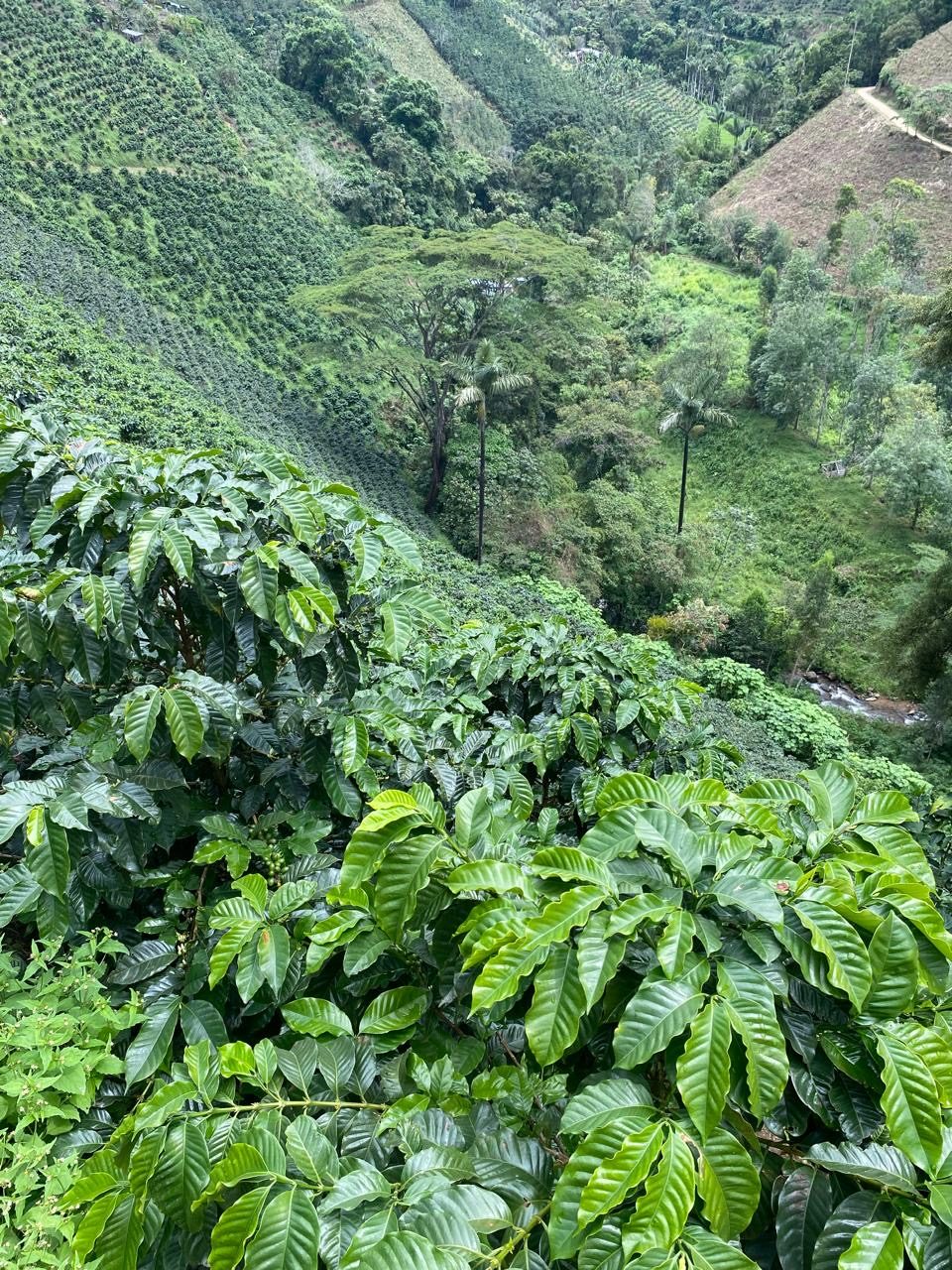 Vista de las montañas y cafetales de Guadalupe, Huila