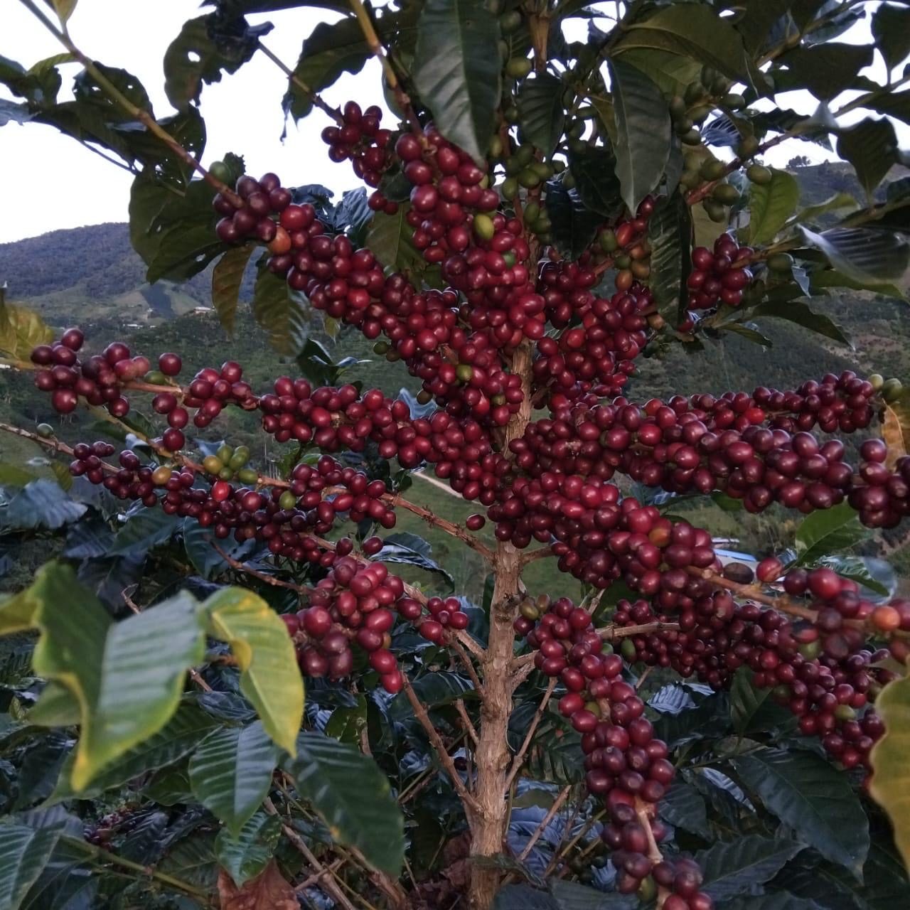 Cerezas de café maduras en la finca El Recuerdo, con las montañas de Guadalupe, Huila de fondo